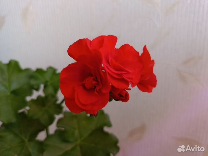 Пеларгония герань плющелистная