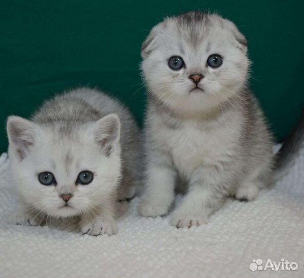 Шикарный вислоухий котик