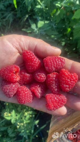 Саженцы малины