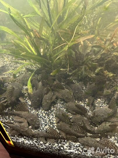 Анциструсы, криптокорина