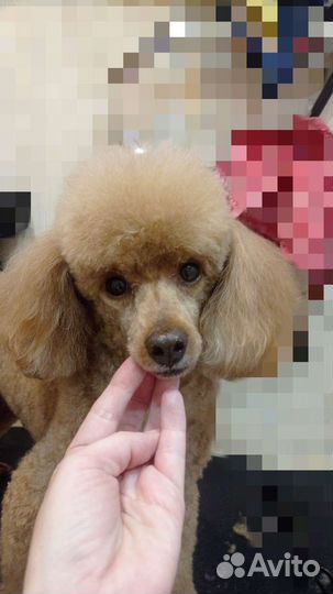 Ищу модели (собак) для стрижки