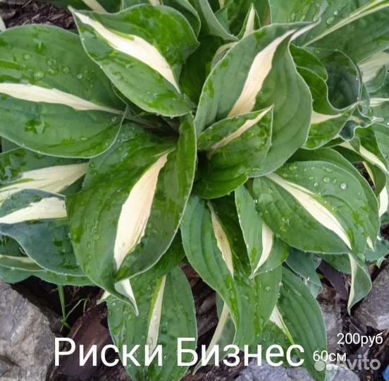 Хосты 20 видов