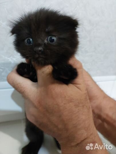 Черный котенок вислоухий