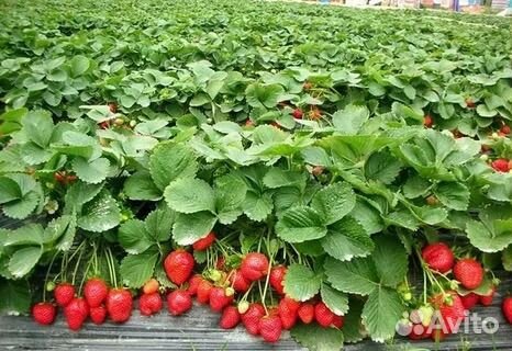 Саженцы клубники