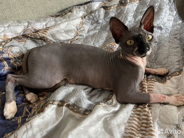 Канадский сфинкс