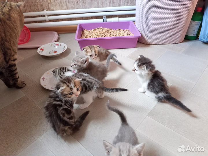 Продаются Шотландские вислоухие котята
