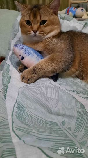 Шотландский кот вязка