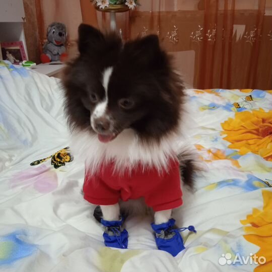 Померанский шпиц мини