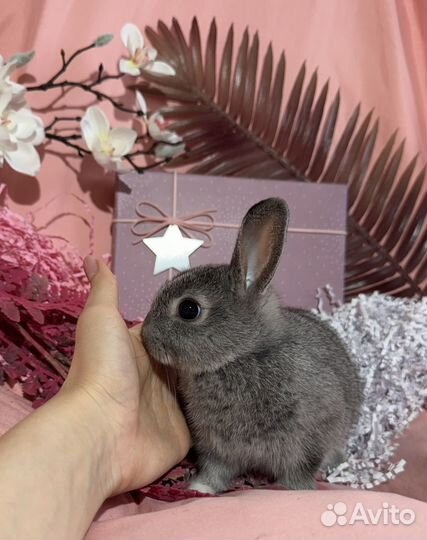 Карликовые крольчата, цветной карлик, минор