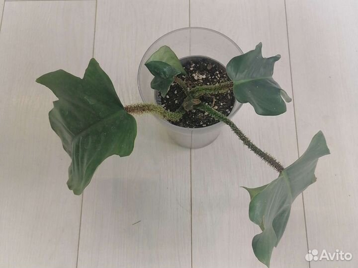 Филодендроны