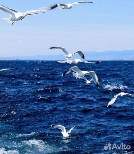 Морская рыбалка, прогулка, отдых, аренда катера