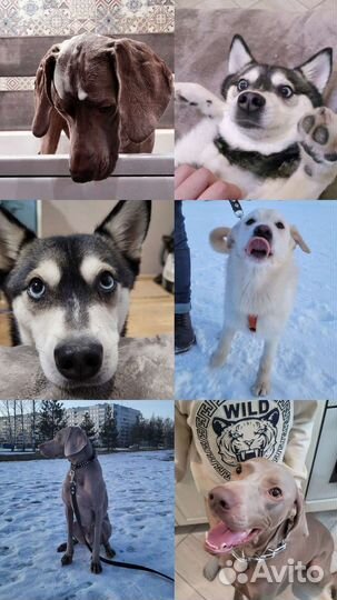 Передержка животных, Выгул, Догситтер, зооняня