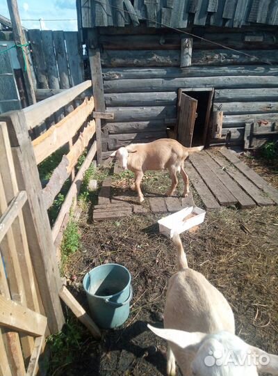 Зааненские козлики, 4,5 месяца и Коза дойная