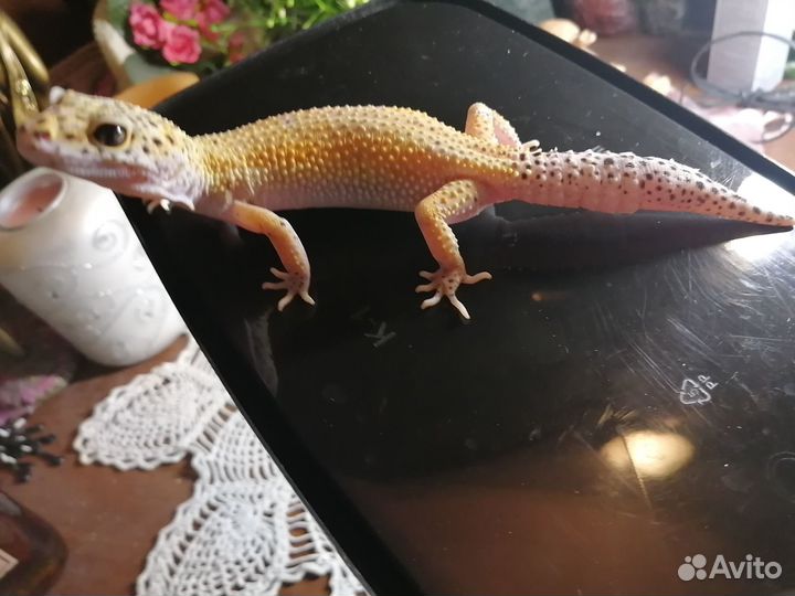 Ящерица эублефар добрая улыбашка