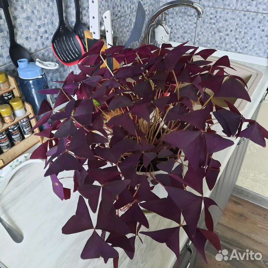 Кислица оксалис