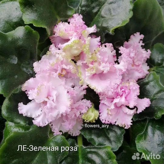 Фиалки. Черенок с деткой