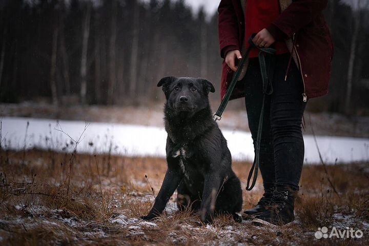 Дружелюбная собачка Смоли хочет стать домашней