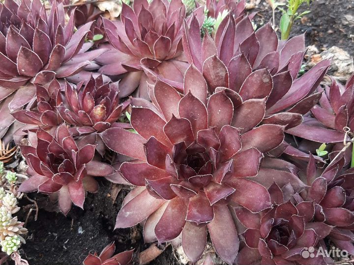 Молодило, каменная роза