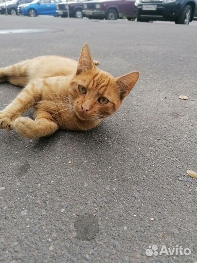 Рыжий котик ищет дом