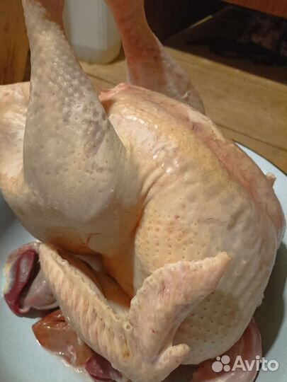 Мясо домашней индейки