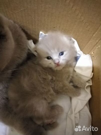 Вислоушки котята
