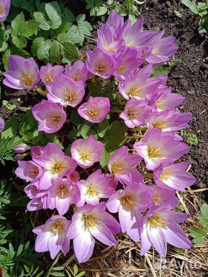 Многолетние садовые цветы