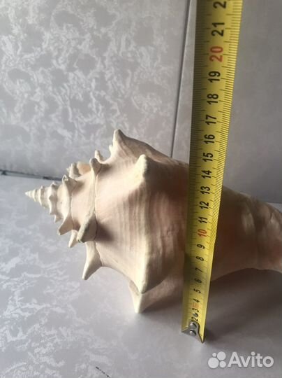 Раковина большая морская