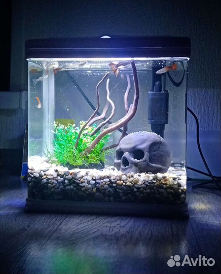 Аквариум с рыбками 9л
