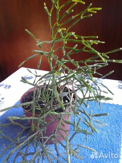 Комнатные растения- гибискус