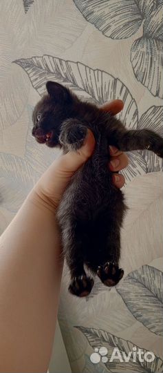 Кошка в дар