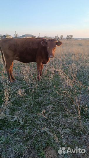 Корова с тёлками