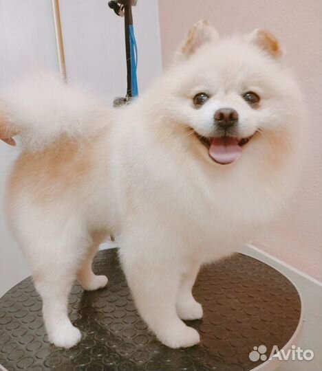 Стрижка собак и кошек