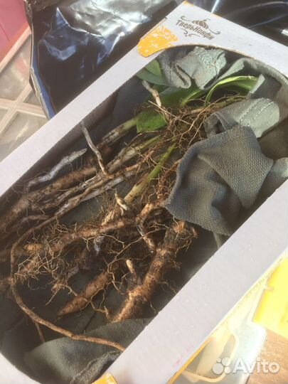 Медонос и для сада и для огодода