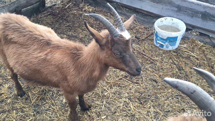 Коза дойная
