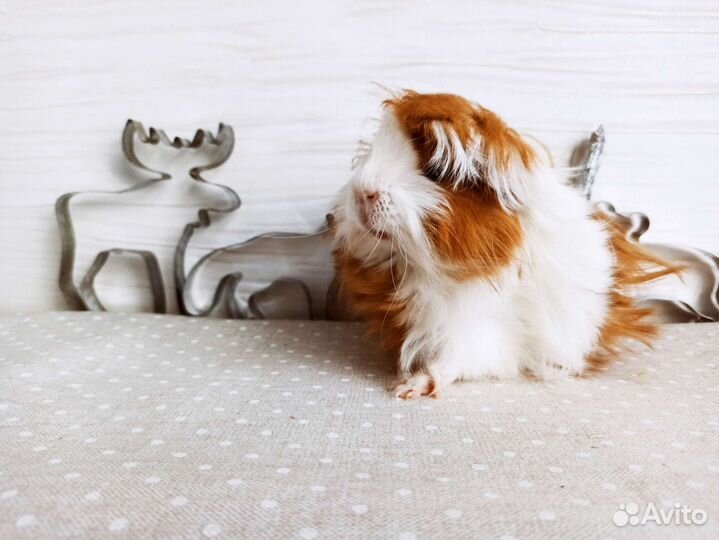 Морская свинка купить