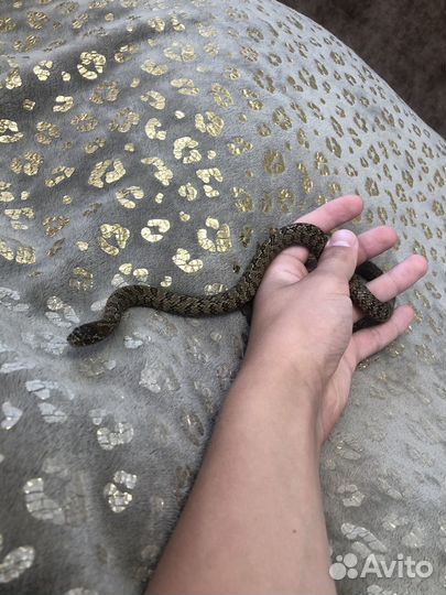 Узорчатый полоз