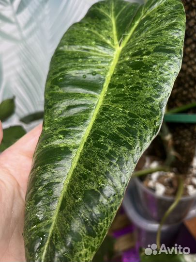 Параисо верде филоденрон