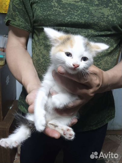 Кошка в дар