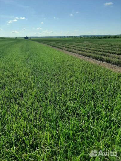 Рулонный газон