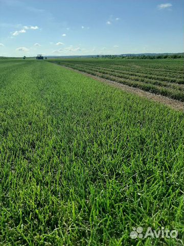 Рулонный газон