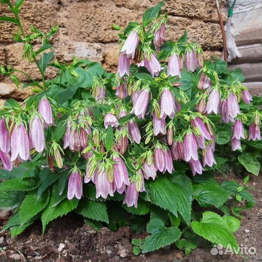 Колокольчик Такешимана 