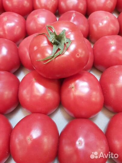 Помидоры