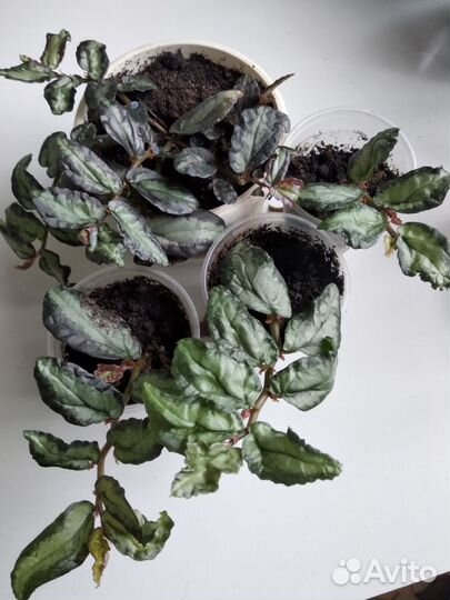 Комнатные растения