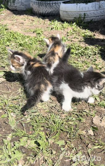 Котята мальчик и девочка