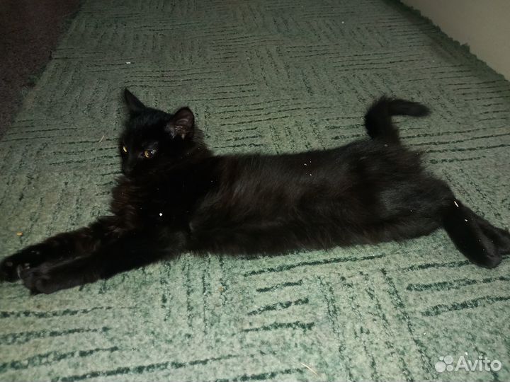 Котята подростки