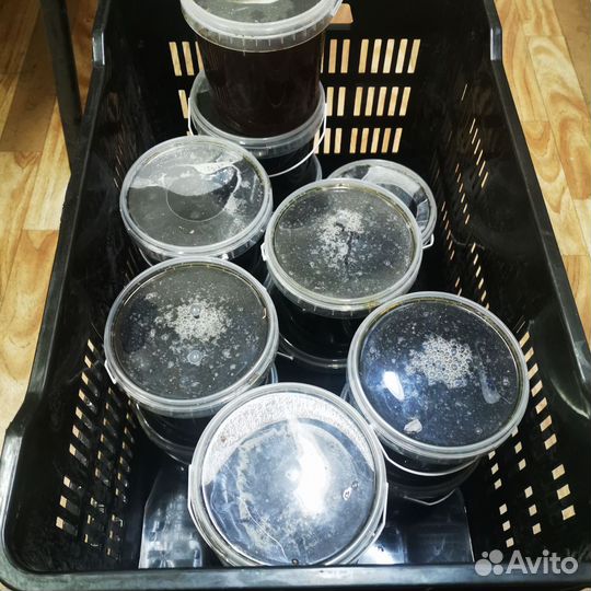 Мед с личной пасеки