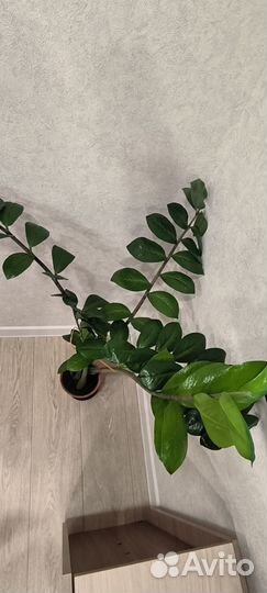 Замиокулькас