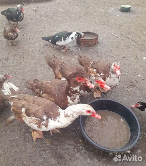 Мускусные утаки