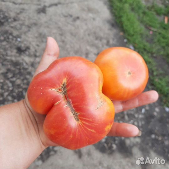 Семена томатов и перцев