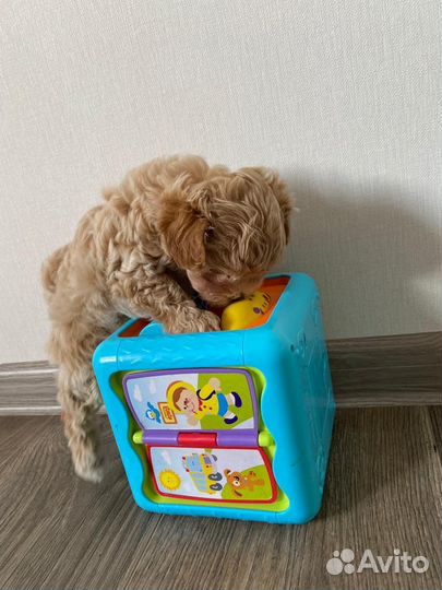 Мальтипу f1 micro mini N1 Russia готова к продаже